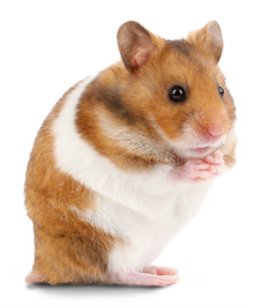 Hamster